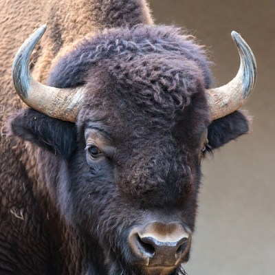Close-up bison with large horns