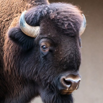 Close-up of American Bison Head