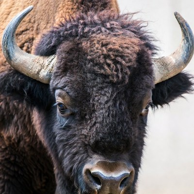Closeup of Bison Head with Horns
