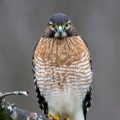 Cooper's Hawk perched on branch
