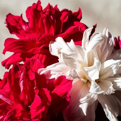 Red and White Dahlia Flowers