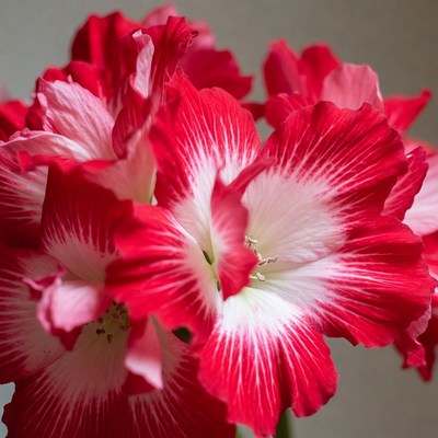 Red Amaryllis Flowers Blooming