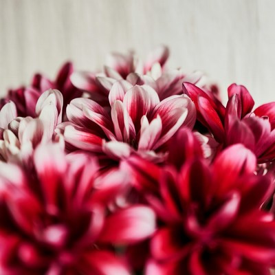 Pink and White Dahlia Flowers Bouquet