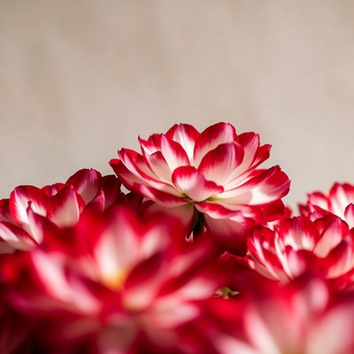 Red Gerbera Daisies Close-Up