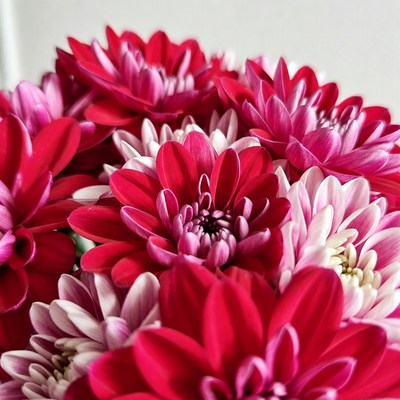 Vibrant Red and White Dahlia Bouquet