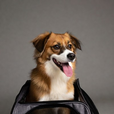 Happy dog in pet carrier