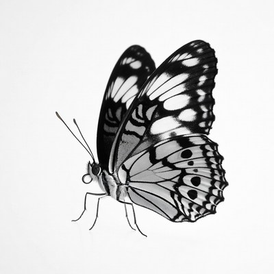 White butterfly with black spots
