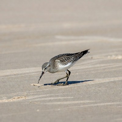 Sanderling foraging on beach sand