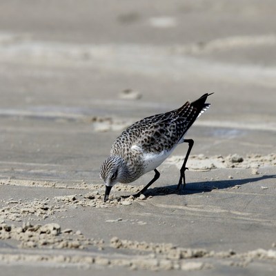 Sanderling foraging on beach sand