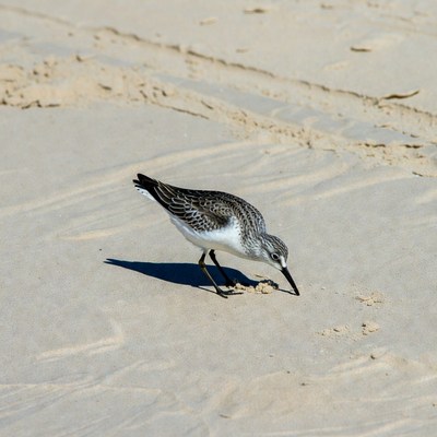 Sanderling foraging on beach sand