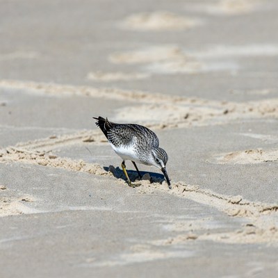 Sanderling foraging on beach sand