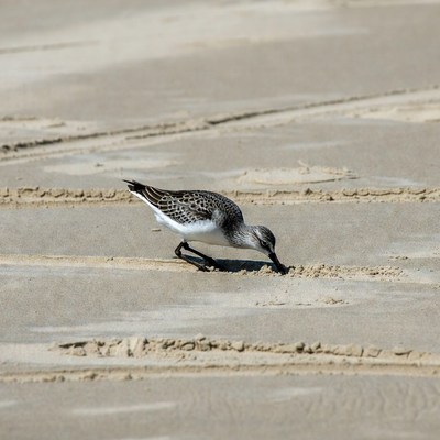 Sanderling foraging on beach sand