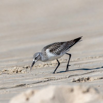 Sanderling foraging on beach sand