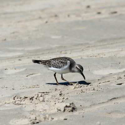 Sanderling foraging on beach sand