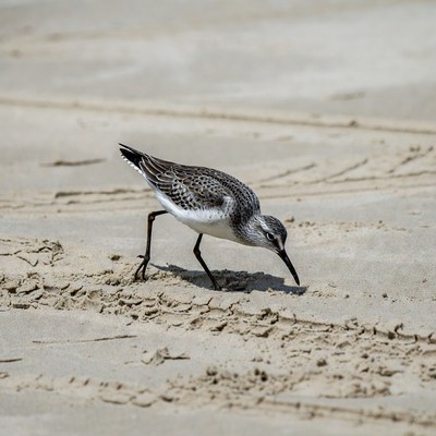 Sanderling foraging on beach sand