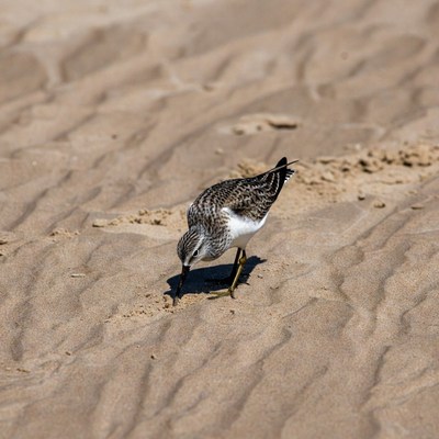 Sanderling foraging on beach sand