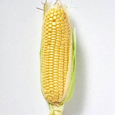 Fresh corn cob on white background