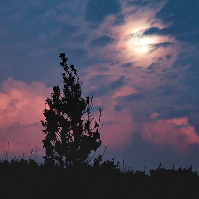 Silhouette Tree Under Full Moon