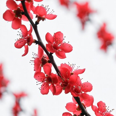 Red Plum Blossoms on Branch