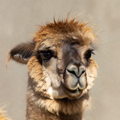 Closeup of fluffy alpaca face