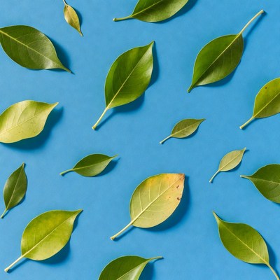 Green leaves scattered on blue background