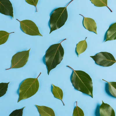 Bay Leaves on Blue Background