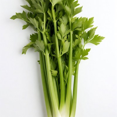 Fresh Celery Stalks on White Background