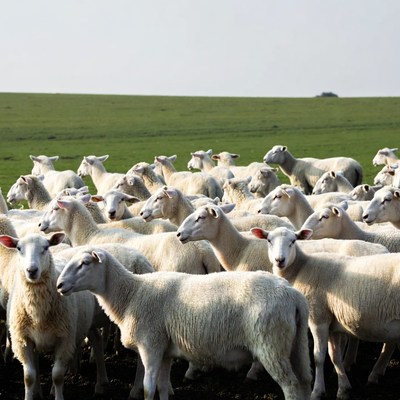 Herd of white sheep in green field