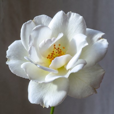 White Rose with Yellow Stamens
