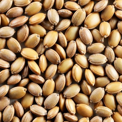 Close-up of golden millet grains