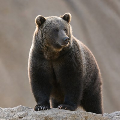 Grizzly Bear Standing on Rock