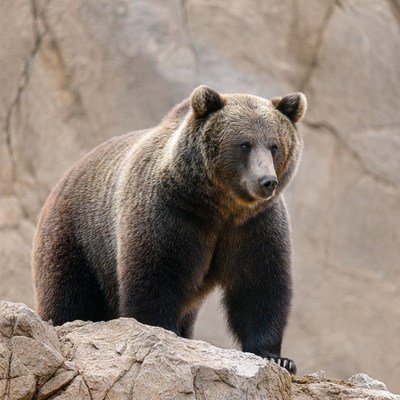 Grizzly Bear Standing on Rock