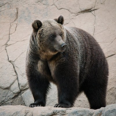Grizzly bear standing on rocks