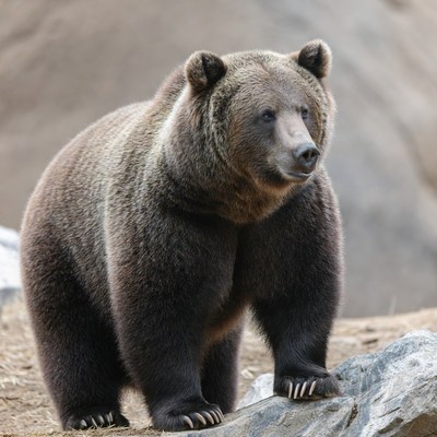 Grizzly Bear Standing on Rocks