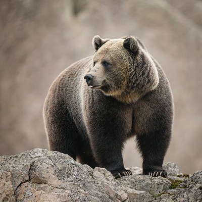 Grizzly Bear Standing on Rocks