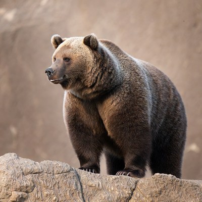 Grizzly Bear Standing on Rock