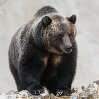 Grizzly bear standing on rock