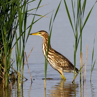 Bittern standing in reeds