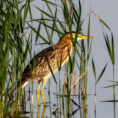 Bittern standing in reeds
