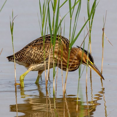 Bittern foraging in reeds