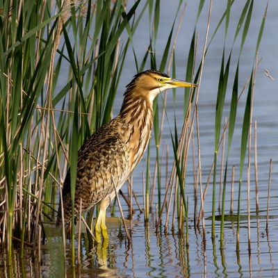 Purple Heron in Reeds