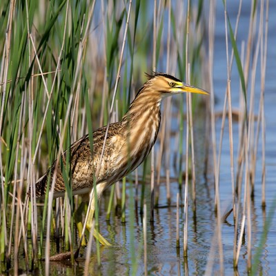 Black-crowned Night Heron in Reeds