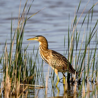 Rufous Heron in Marsh Reeds
