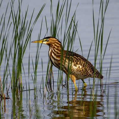 Striated Heron in Reeds
