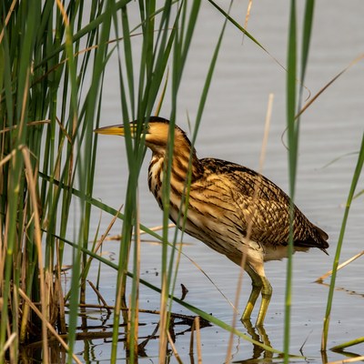 Bittern wading in reeds