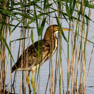 Bittern standing in reeds