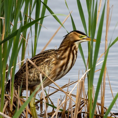 Bittern in reeds by water
