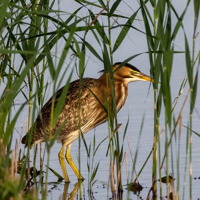 Bittern hiding in reeds