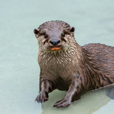 Wet otter with orange mouth in water