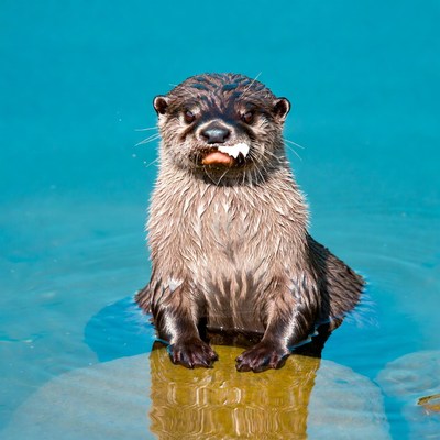 Baby Otter Eating Fish in Water